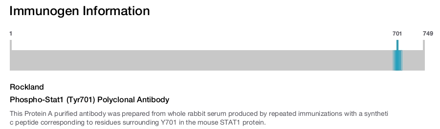 Phospho-Stat1 (Tyr701) Polyclonal Antibody