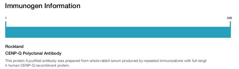 CENP-Q Polyclonal Antibody