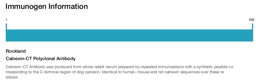 Calnexin-CT Polyclonal Antibody