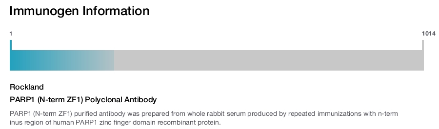 PARP1 (N-term ZF1) Polyclonal Antibody
