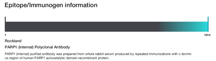 PARP1 (internal) Polyclonal Antibody