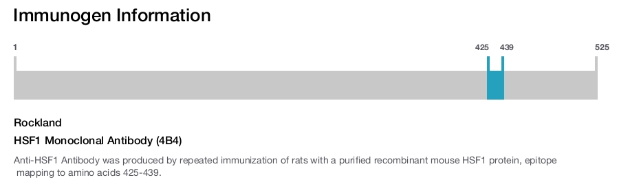 HSF1 Monoclonal Antibody (4B4)