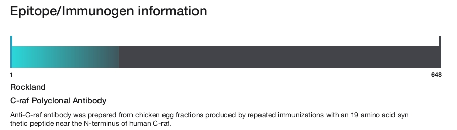 C-raf Polyclonal Antibody