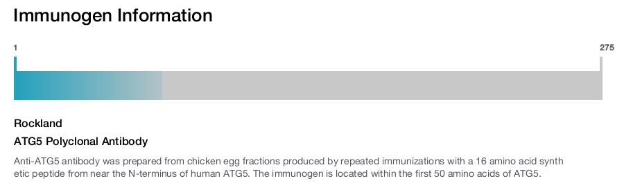 ATG5 Polyclonal Antibody