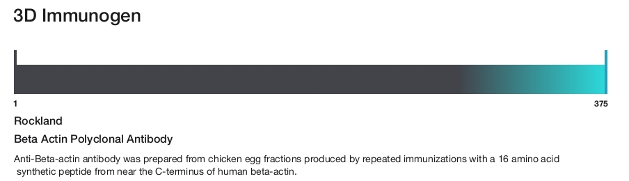 Beta Actin Polyclonal Antibody