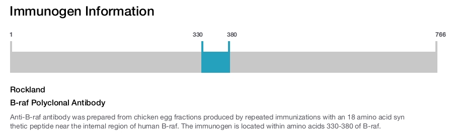 B-raf Polyclonal Antibody