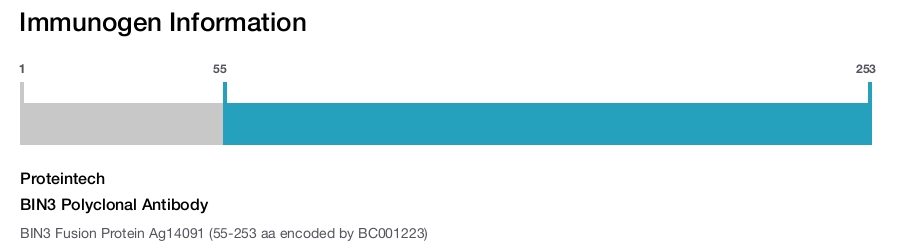 BIN3 Polyclonal Antibody