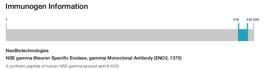 NSE gamma (Neuron Specific Enolase, gamma) Monoclonal Antibody (ENO2, 1375)