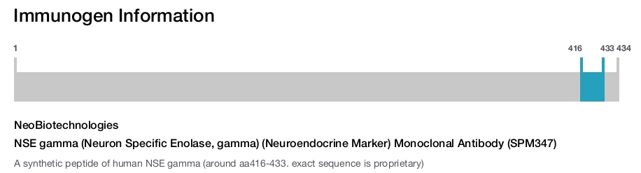 NSE gamma (Neuron Specific Enolase, gamma) (Neuroendocrine Marker) Monoclonal Antibody (SPM347)
