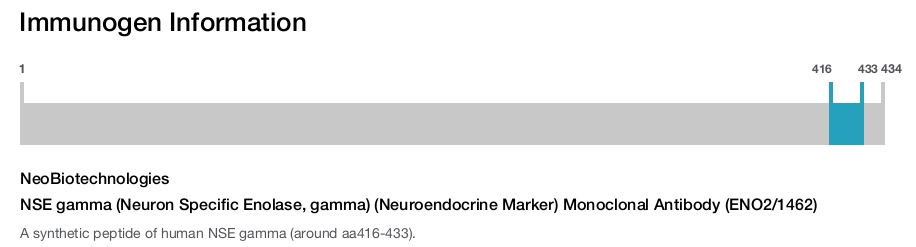 NSE gamma (Neuron Specific Enolase, gamma) (Neuroendocrine Marker) Monoclonal Antibody (ENO2/1462)