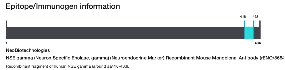 NSE gamma (Neuron Specific Enolase, gamma) (Neuroendocrine Marker) Recombinant Mouse Monoclonal Antibody (rENO/8684)