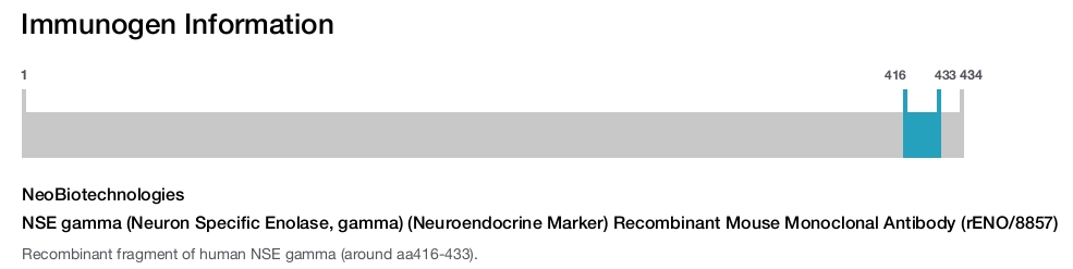 NSE gamma (Neuron Specific Enolase, gamma) (Neuroendocrine Marker) Recombinant Mouse Monoclonal Antibody (rENO/8857)