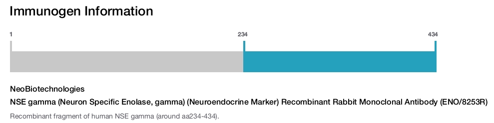 NSE gamma (Neuron Specific Enolase, gamma) (Neuroendocrine Marker) Recombinant Rabbit Monoclonal Antibody (ENO/8253R)