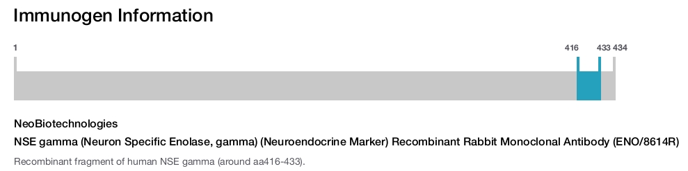 NSE gamma (Neuron Specific Enolase, gamma) (Neuroendocrine Marker) Recombinant Rabbit Monoclonal Antibody (ENO/8614R)