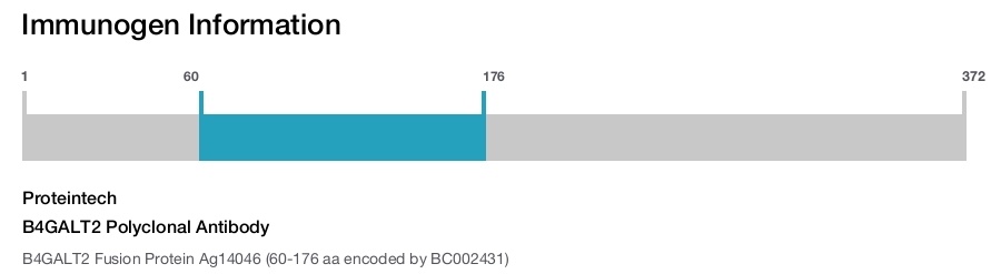 B4GALT2 Polyclonal Antibody