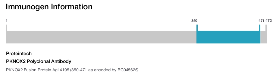 PKNOX2 Polyclonal Antibody