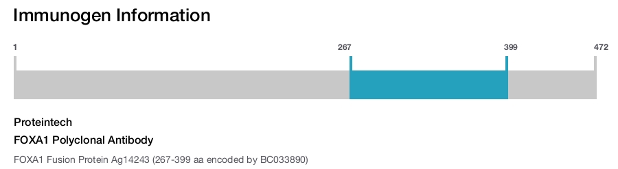 FOXA1 Polyclonal Antibody