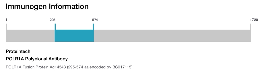 POLR1A Polyclonal Antibody