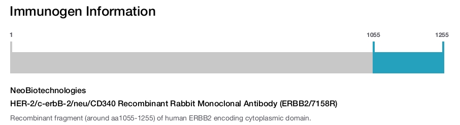 HER-2/c-erbB-2/neu/CD340 Recombinant Rabbit Monoclonal Antibody (ERBB2/7158R)
