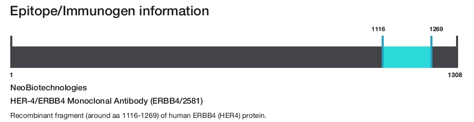 HER-4/ERBB4 Monoclonal Antibody (ERBB4/2581)