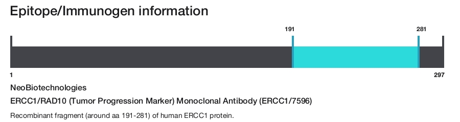 ERCC1/RAD10 (Tumor Progression Marker) Monoclonal Antibody (ERCC1/7596)