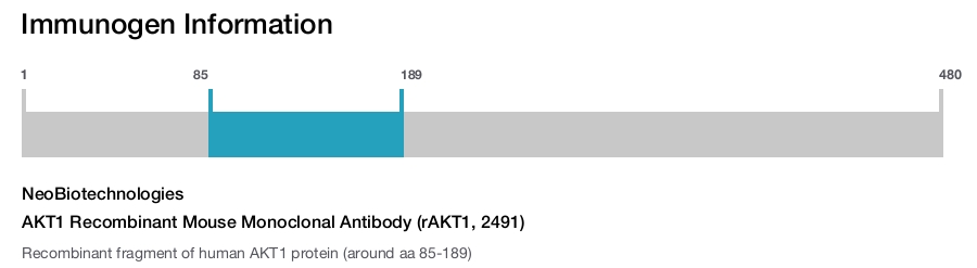 AKT1 Recombinant Mouse Monoclonal Antibody (rAKT1, 2491)