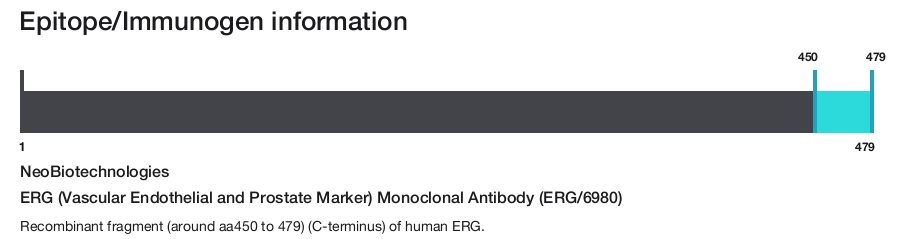 ERG (Vascular Endothelial and Prostate Marker) Monoclonal Antibody (ERG/6980)