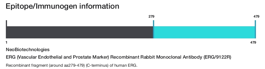 ERG (Vascular Endothelial and Prostate Marker) Recombinant Rabbit Monoclonal Antibody (ERG/9122R)