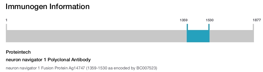 neuron navigator 1 Polyclonal Antibody