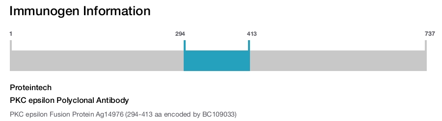 PKC epsilon Polyclonal Antibody