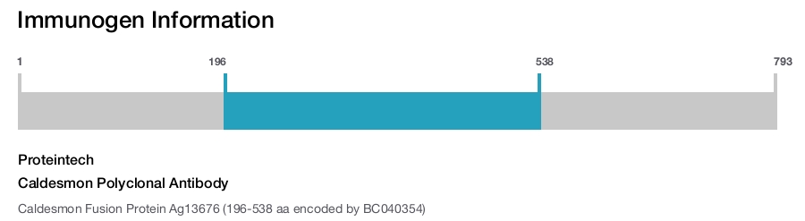 Caldesmon Polyclonal Antibody
