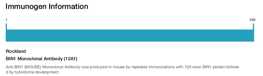 BIN1 Monoclonal Antibody (12A1)