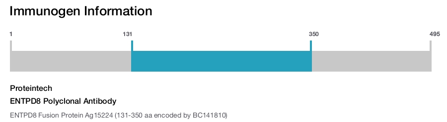 ENTPD8 Polyclonal Antibody