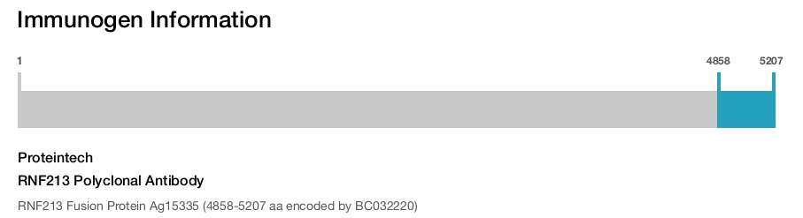 RNF213 Polyclonal Antibody