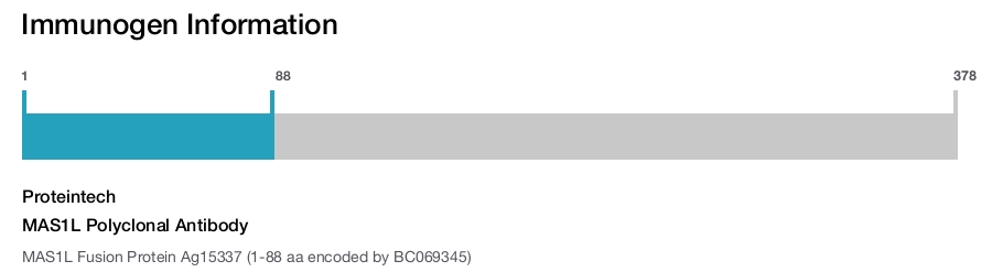MAS1L Polyclonal Antibody