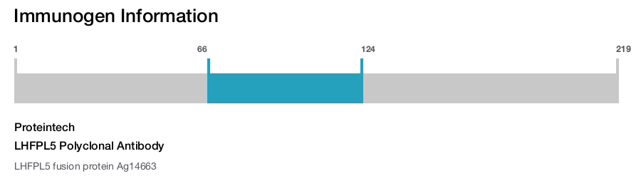 LHFPL5 Polyclonal Antibody