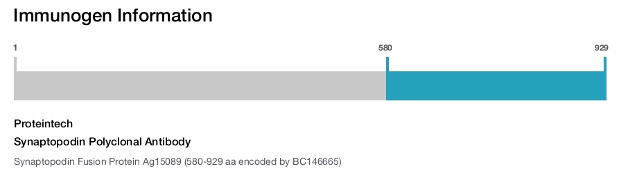 Synaptopodin Polyclonal Antibody