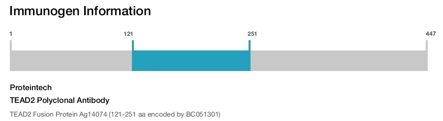 TEAD2 Polyclonal Antibody