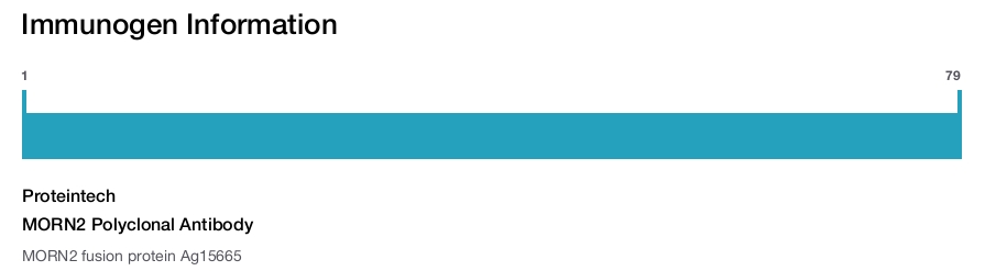 MORN2 Polyclonal Antibody