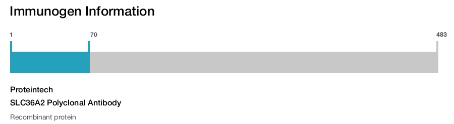 SLC36A2 Polyclonal Antibody