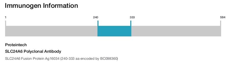 SLC24A6 Polyclonal Antibody