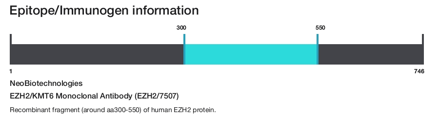 EZH2/KMT6 Monoclonal Antibody (EZH2/7507)