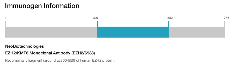 EZH2/KMT6 Monoclonal Antibody (EZH2/6988)