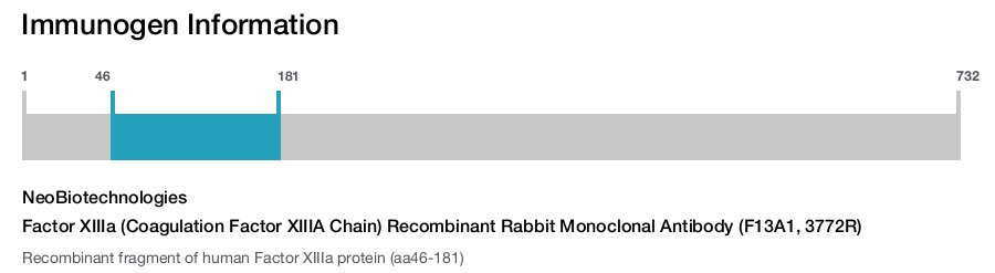 Factor XIIIa (Coagulation Factor XIIIA Chain) Recombinant Rabbit Monoclonal Antibody (F13A1, 3772R)