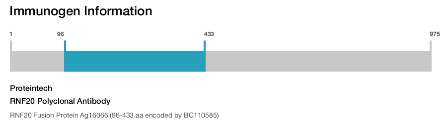 RNF20 Polyclonal Antibody
