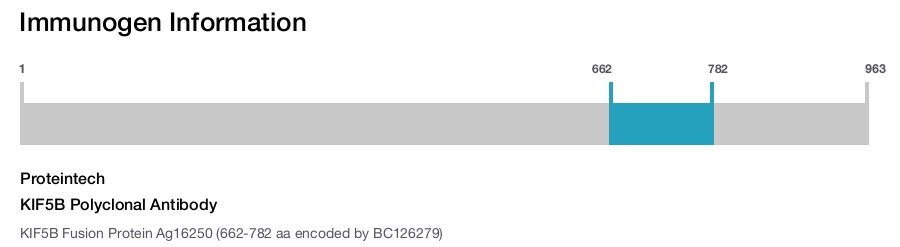 KIF5B Polyclonal Antibody