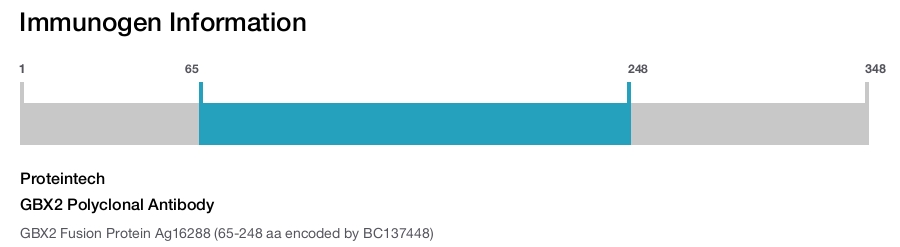 GBX2 Polyclonal Antibody