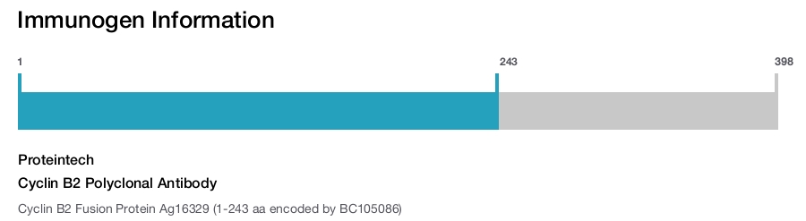 Cyclin B2 Polyclonal Antibody