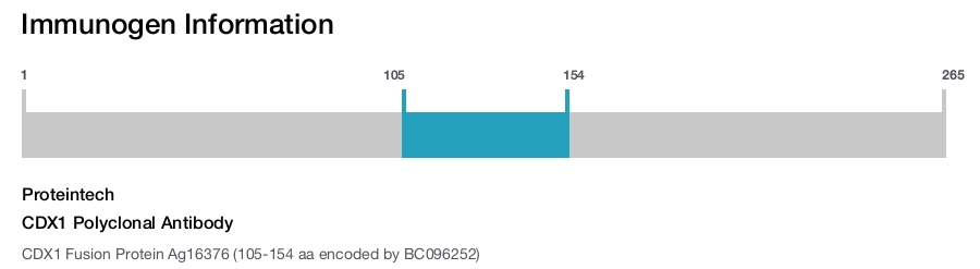 CDX1 Polyclonal Antibody