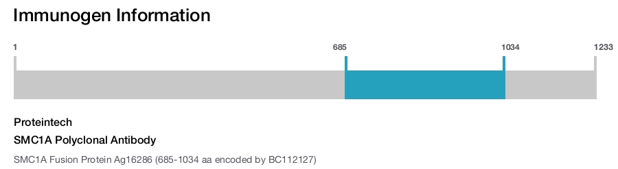 SMC1A Polyclonal Antibody